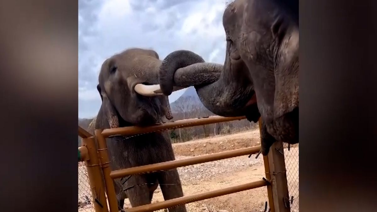 Dva týraní sloni zachránění z mexického cirkusu konečně našli lásku